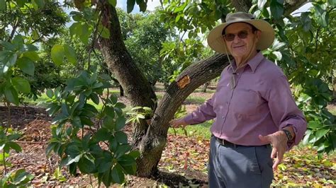 Scouting For Laurel Wilt Disease On Avocado Trees Homestead Florida
