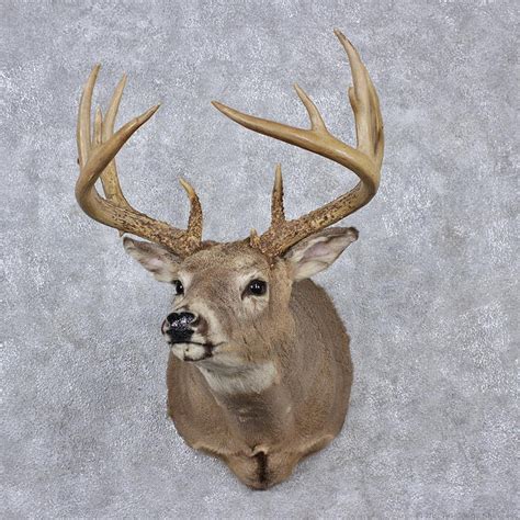 Whitetail Deer Mount For Sale 12520 The Taxidermy Store