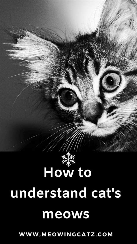 How To Understand Your Cats Meow With Images Cat Behavior Facts