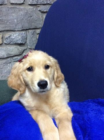 Browse thru our id verified puppy for sale listings to and don't forget the puppyspin tool, which is another fun and fast way to search for puppies for sale in kentucky, usa area and dogs for adoption in. View Ad: Golden Retriever Litter of Puppies for Sale near ...