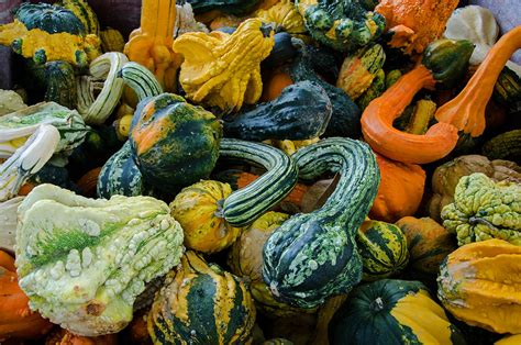 Check spelling or type a new query. Connecticut Garden Journal: It's Gourd Season ...