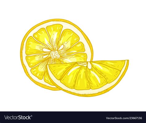 Natural Detailed Drawing Of Lemons Cut In Pieces Vector Image