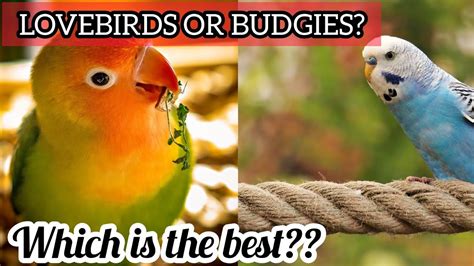10 Difference Between Lovebirds And Budgies Youtube