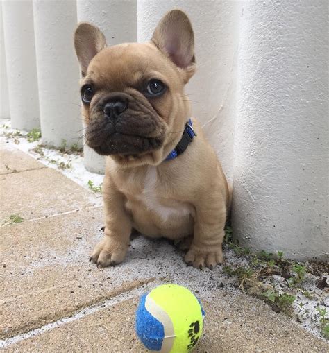 We have healthy miniature english bulldog puppies available for sale and adoption in usa and they're also easy to get along with. Fetch, you said? Learn your French Bulldog "fetch" command ...
