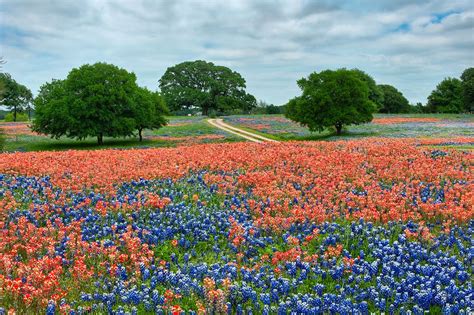 See more ideas about indian paintbrush, wild flowers, paint brushes. Bluebonnets and Indian paintbrush often bloom together ...