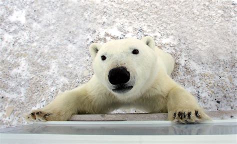 Polar Bear Tours Churchill Polar Bears Expeditiontrips