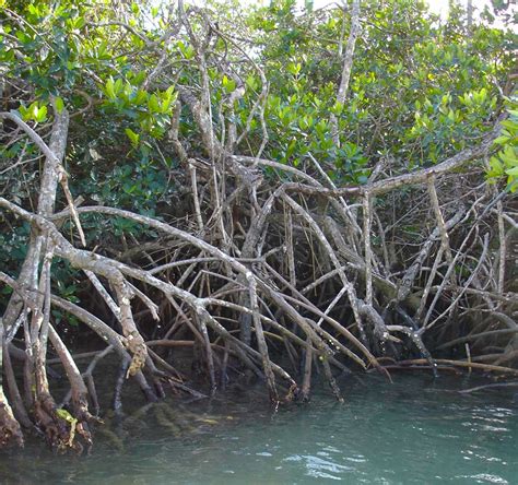 What Is A Mangrove Forest