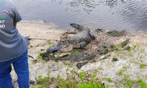 A 10 Foot Alligator Had Been Living On Florida Golf Course For A Year