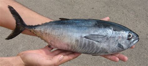 Kyokuyos Fully Farmed Bluefin Tuna Reaches Market Hatchery International