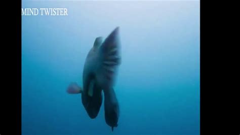 Amazing Deep Sea Creatures Caught On Camera Youtube