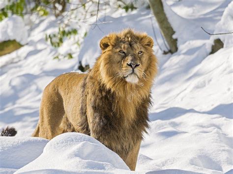 Large Male Lion Walking In Snow Beautiful Lion Animals Beautiful Lion
