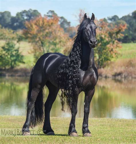 Horses Stock Photography And Equine Images By Mark J Barrett Caballo
