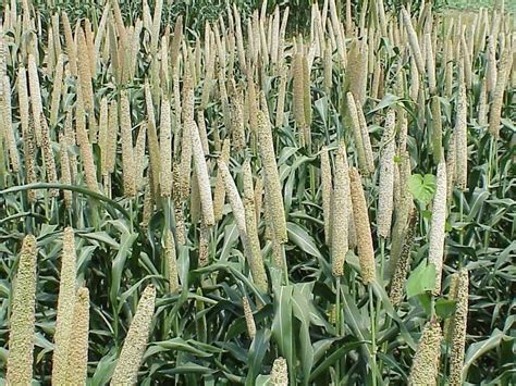 Kaytee spray millet for birds (pack of 3). Pearl Millet | Diseases and Pests, Description, Uses ...