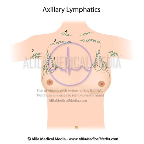Deep Axillary Lymph Nodes