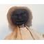 Two Gigantic Black 15 Inch Folk Art Dried Apple Head Dolls  Rare In