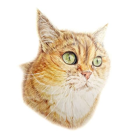 Realistic Cat Drawing With Colored Pencils By Emmykalia On Deviantart