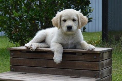 Home raised goldendoodle puppies located at our country we raise our goldendoodle puppies by hand the old fashioned way and not in a kennel facility. Goldendoodle puppy for sale in LIVE OAK, FL. ADN-29264 on ...