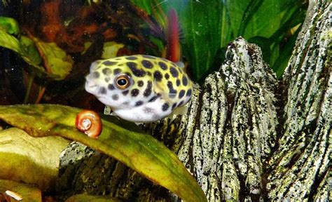 The Freshwater Puffer Fish Guide
