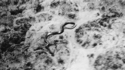 1959 August The Congo Snake Photo Patrons Only Anomalies The