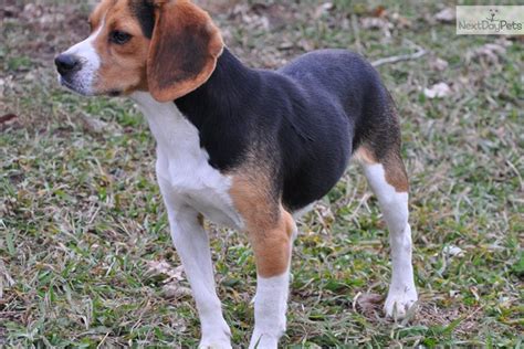 Hence, training them firmly is essential from their puppy days. Beagle puppy for sale near Sioux Falls / SE SD, South ...
