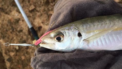 Pescar Jureles Una Pesca Fácil Y Un Gran Trofeo