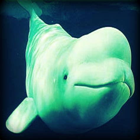 Beluga Whale Soundsappstore For Android