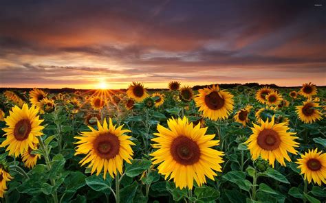 природа подсолнечник цветы Nature Sunflower Flowers подборки Обои на