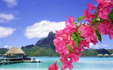 Flowers Bougainvillea Tropical Platforms Sea Flowers Wallpapers