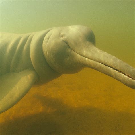 The Naming Of Things Amazon River Dolphin Whale Tales