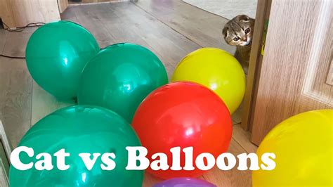 Cat Vs Balloons Obstacle Youtube