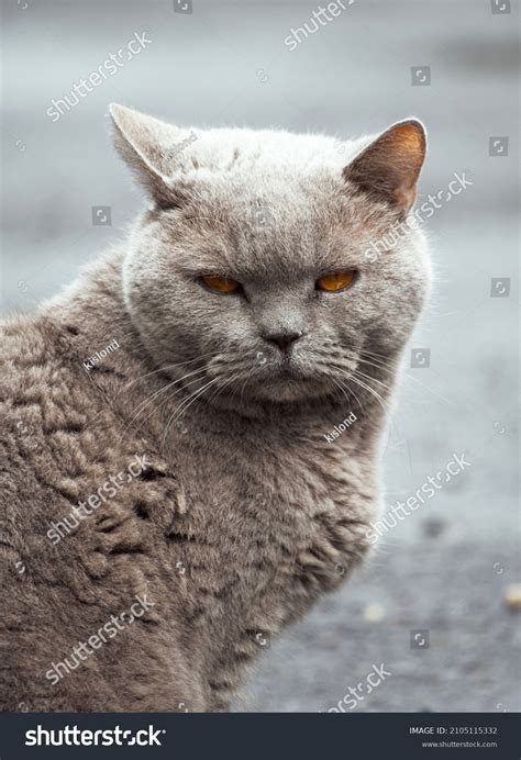 Стоковая фотография 2105115332 Grey Cat Yellow Eyes Shutterstock