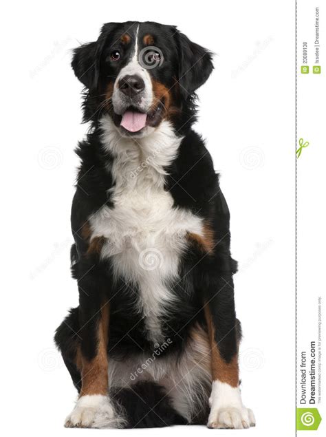 Bernese Mountain Dog 16 Months Old Sitting Royalty Free Stock Photos