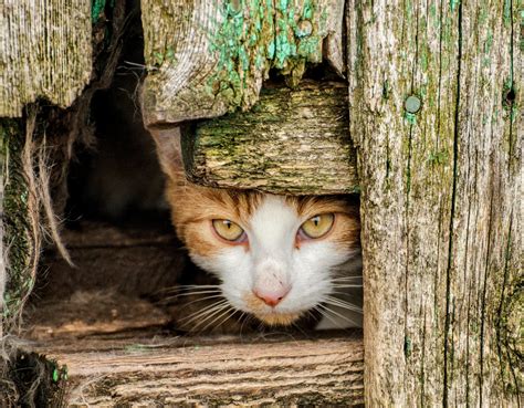 Feral Cats Are A Catastrophic Threat To Australias Wildlife •