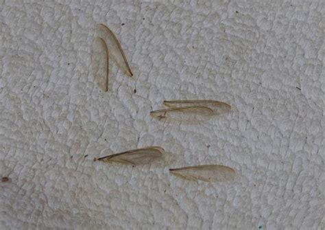 How A Termite Swarm Looks Like Termite Web