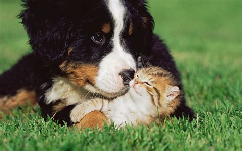 Friendship Between A Dog And A Cat Wallpapers And Images