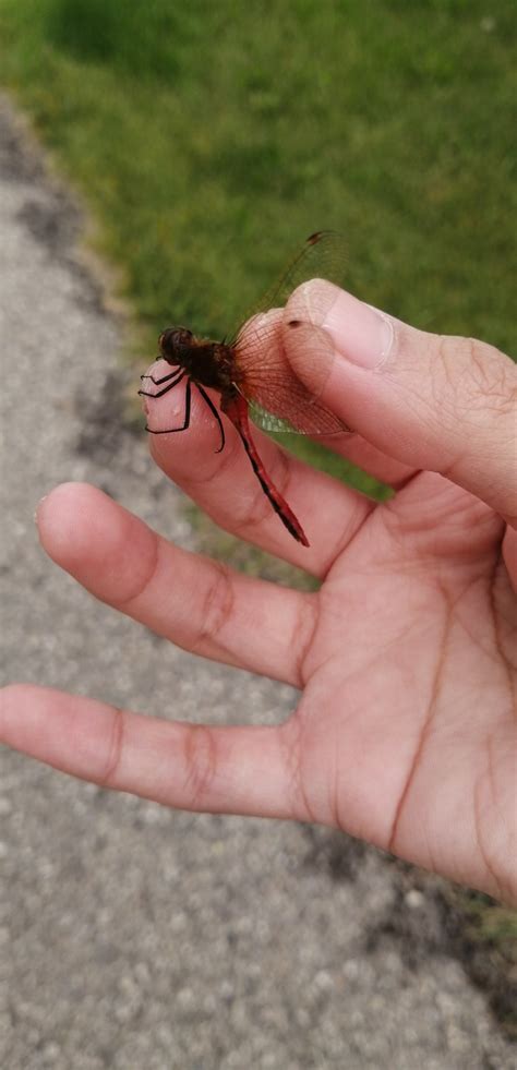 ა Kuma ໒꒱ ‧₊˚ 🌸🍡 Mitsuri Arc On Twitter I Caught A Red Dragonfly I