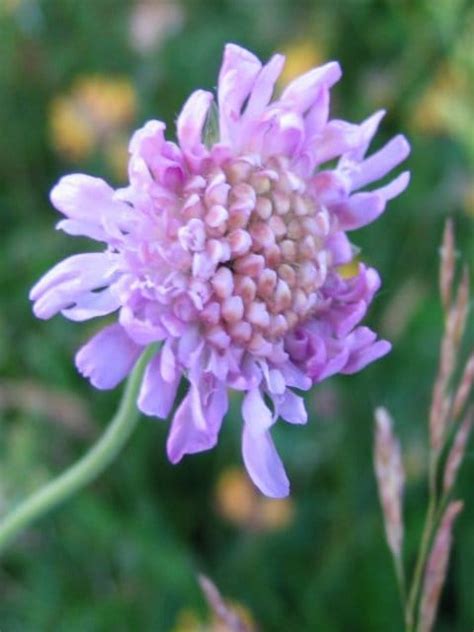 Field Scabious Seeds Knautia Arvensis Buy Online Landlife Wildflower
