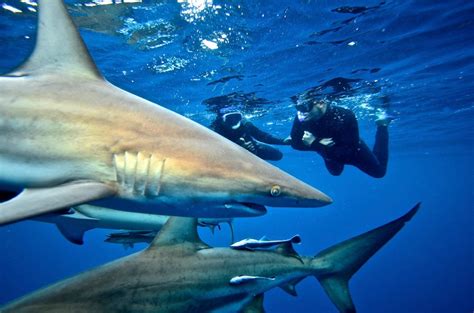 Shark Cage Diving Durban Snorkeling With Sharks At Durbans Aliwal Shoal