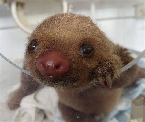 This Group Of Rescue Baby Sloths Has A Squeaky Conversation And Its