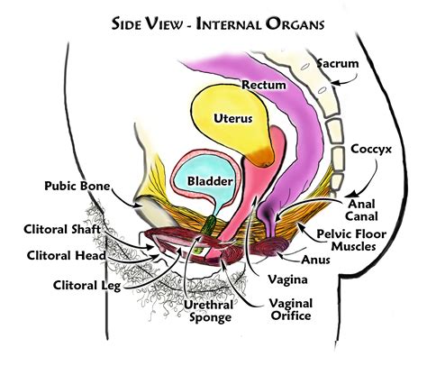 Female Internal Anatomy Diagram The Female Reproductive System Images
