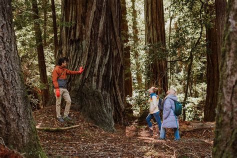 7 Awesome Backpacking Trips In The Redwoods Save The Redwoods League