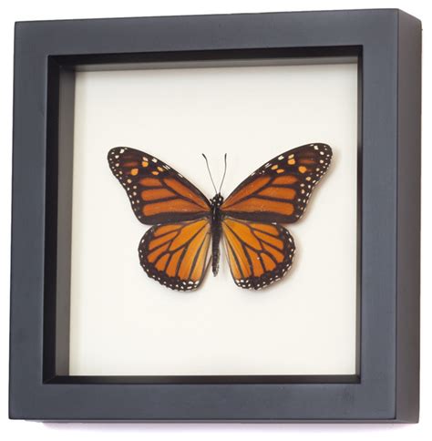 See more ideas about butterfly, decor, butterfly decorations. Real Framed Monarch Butterfly - Traditional - Home Decor ...