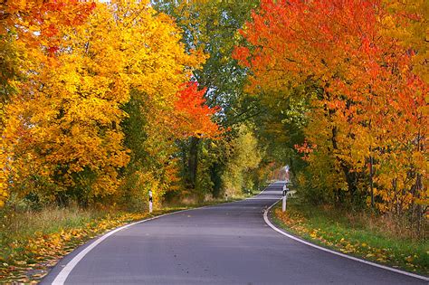 Royalty Free Photo Photo Of Road Surrounded By Trees Pickpik