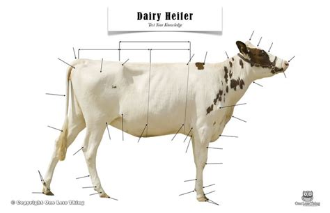 Dairy Heifer Anatomy Poster Heifer Interactive Lessons Engaging