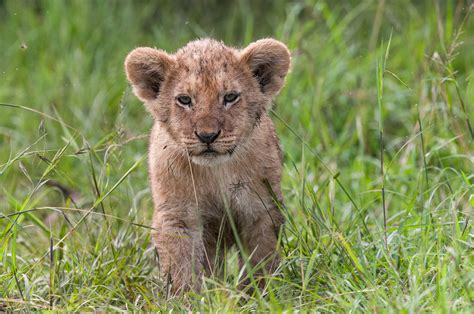 Lion Cub Sean Crane Photography