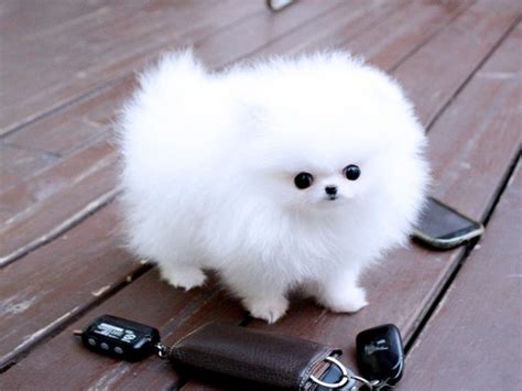 Teacup Pomeranian Mini Boo Puppies Pure White 2 Left Offer €200