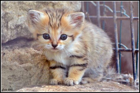 White Wolf Forever Young Sand Cats Resemble Cute Kittens Their