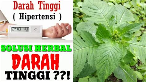 Agaricpro adalah obat herbal terbuat dari ramuan alami yang ampuh aman dan berkhasiat tinggi isi 1 box : Cara menurunkan darah tinggi | manjur - YouTube