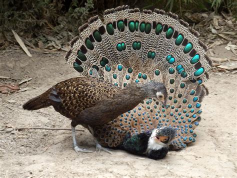 Bornean Peacock Pheasant Ebird