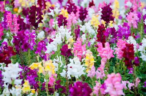 The flowers have a good scent making it another perfect choice to grow. 16 Stunning Perennial Flowers that Bloom All Summer - Home ...